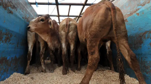 Sapi Australia di pelabuhan Tanjung Priok