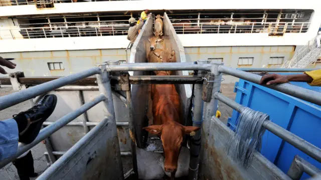 Sapi Australia di pelabuhan Tanjung Priok