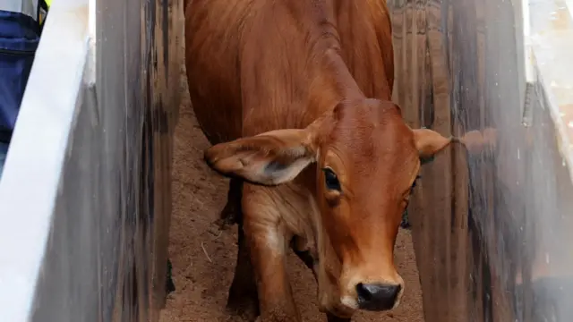 Sapi Australia di Tanjung Priok