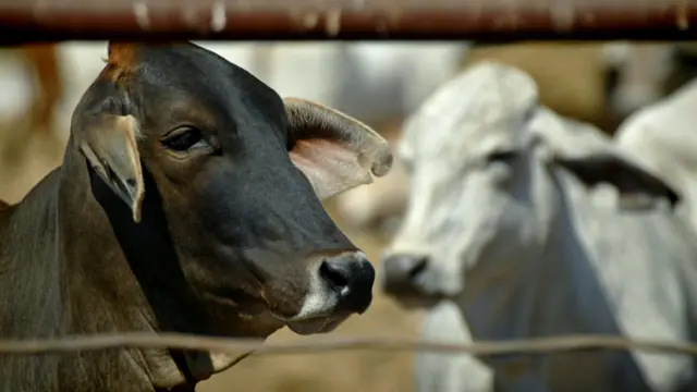 Sapi di peternakan Australia
