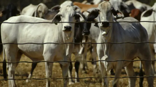 Sapi di peternakan Australia