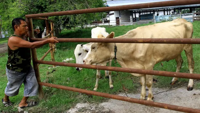 Rumah potong hewan Medan