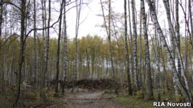 Химкинский лес