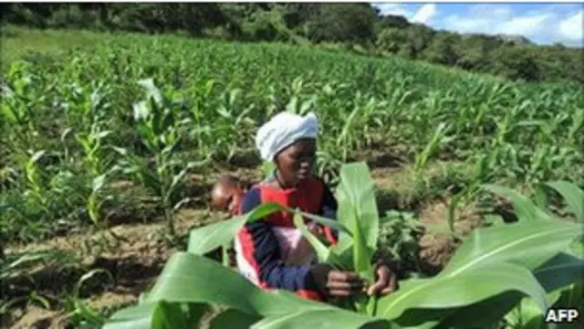 مزرعة في زيمبابوي