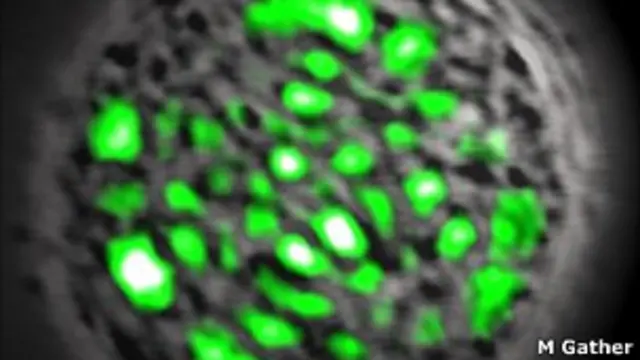 Laser células vivas