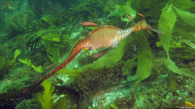 Травяной морской дракон (тряпичник)