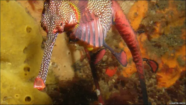 морський дракон