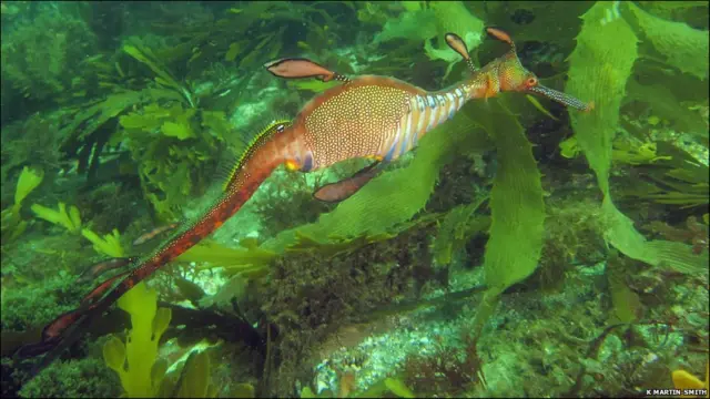 морський дракон