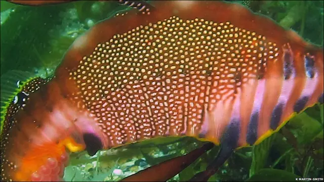 морський дракон