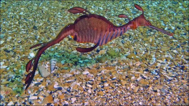 морський дракон