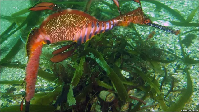 морський дракон