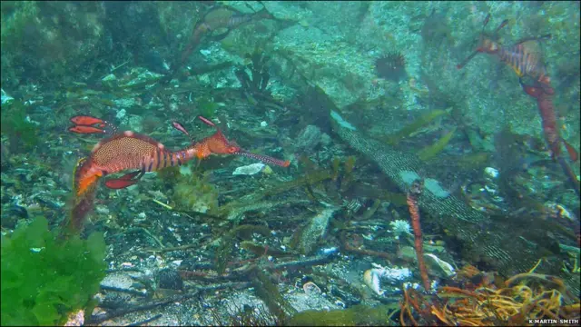 морський дракон