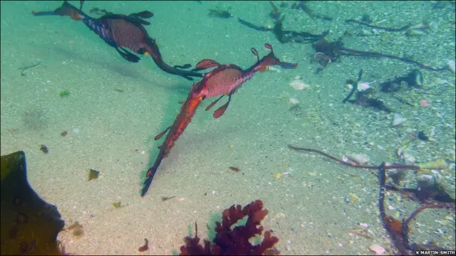 морський дракон