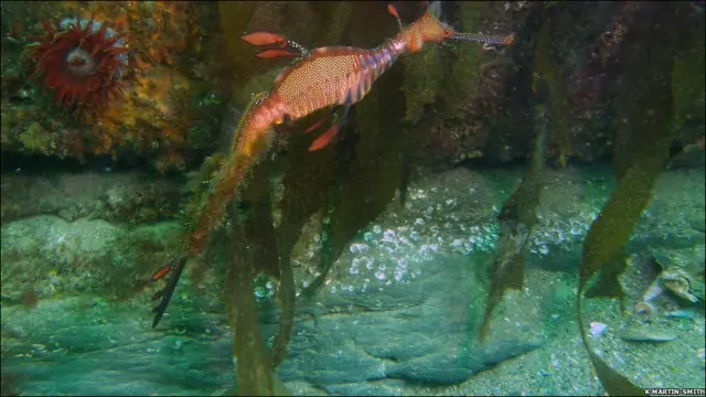 морський дракон