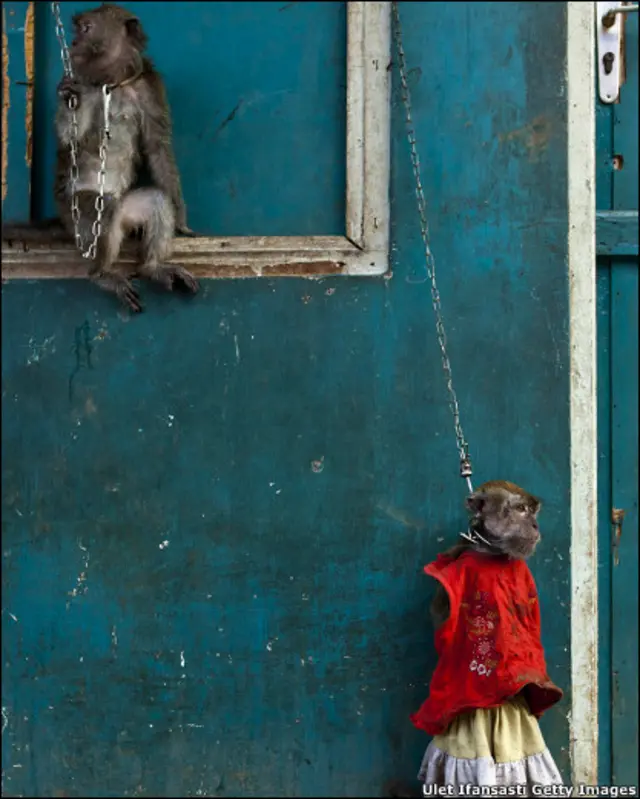 Макак змушують їздити на маленьких велосипедах та імітувати поведінку людей. 