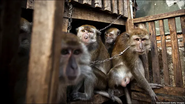 Цих мавпочок утримують на прив'язі і дресирують, щоб вони потім розважали людей на вулицях. Найбідніші мешканці Джакарти так заробляють собі на життя. 