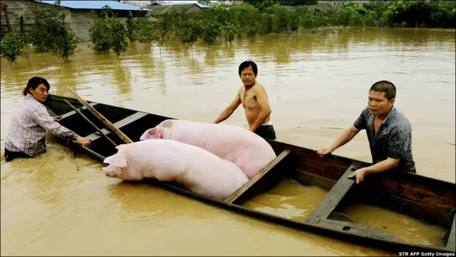 Китайські селяни рятують рештки свого господарства - двох свиней. Через потужні повені у південному Китаї евакуювали щонайменше 60 тисяч осіб. Перед цим ті самі райони країни потерпали від найгіршої за кілька десятиліть посухи.
