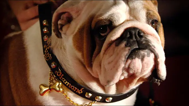 А це бульдог Річі в золотому нашийнику з дімантами від Стівена Вебстера, який коштує 500 тисяч фунтів. 