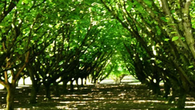 俄勒岡農場主彼德·麥克唐納的榛子農場