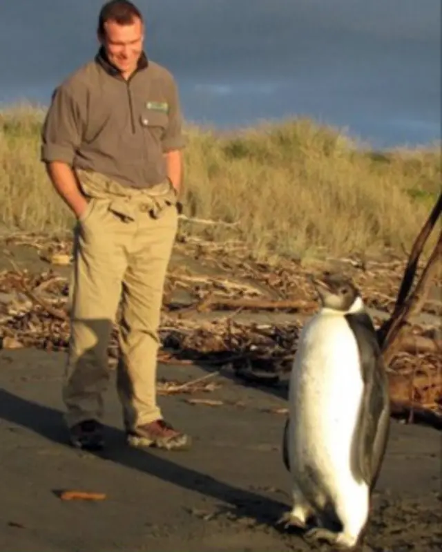 پنگوئن امپراتور 