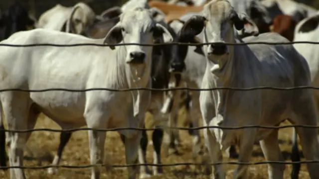 Peternakan sapi di Australia