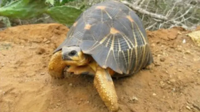 Черепахи Мадагаскара