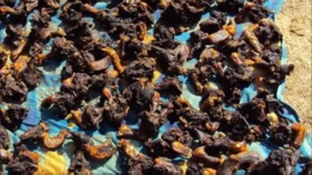 Черепахи Мадагаскара