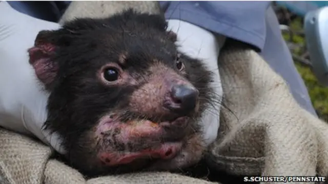 Тасманийский дьявол Седрик