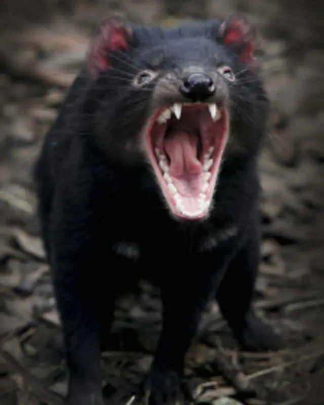 Тасманийский дьявол