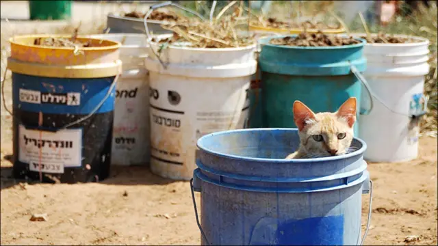 Фото Андрея Девейкина