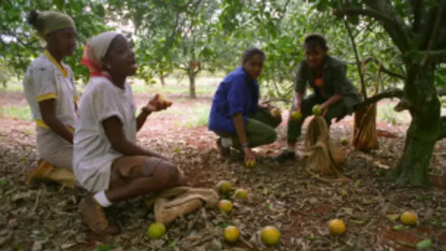 Фермеры собирают апельсины