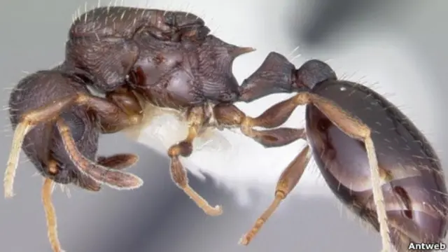 semut Temnothorax longispinosus