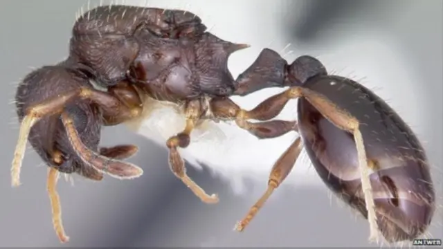 Муравьи вида Temnothorax longispinosus