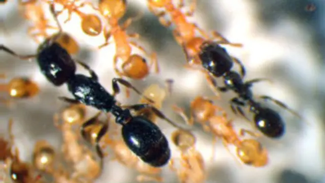 Муравьи вида Temnothorax longispinosus