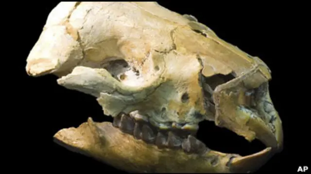 Череп стародавнього вомбата, віднайденого в Австралії