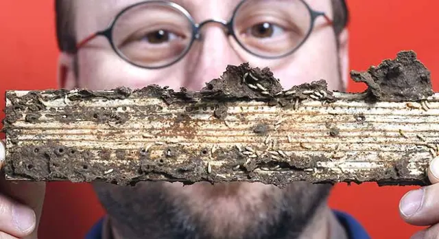Mike Scharf examinando un trozo de madera con termitas Foto: gentileza Universidad de Purdue
