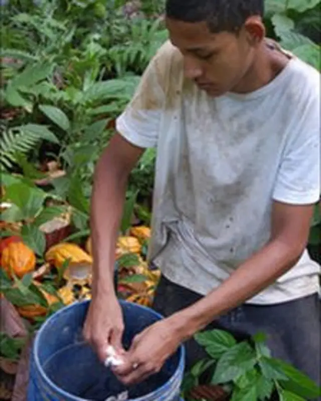 Trabajador del cacao