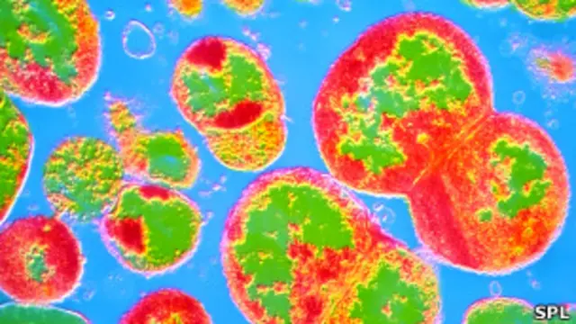 Возбудитель гонореи под микроскопом