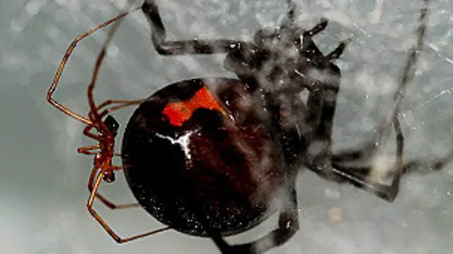 Чорна вдова