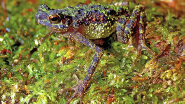 Katak berwarna, foto diambil 13 Juni 2011 dan diterbitkan Institut Konservasi Keanekaragaman Hayati dan Lingkungan