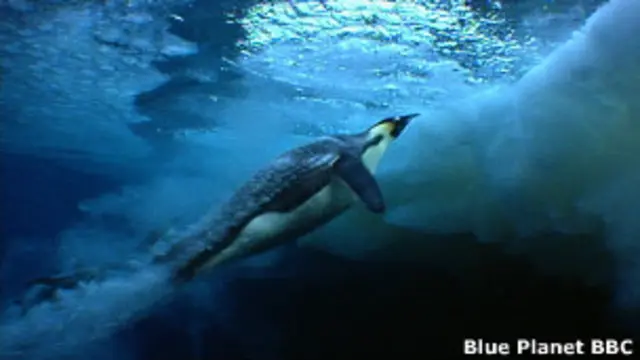 Un pingüino emperador a la hora de salir del agua