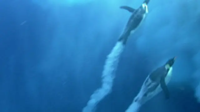 Королевские пингвины под водой