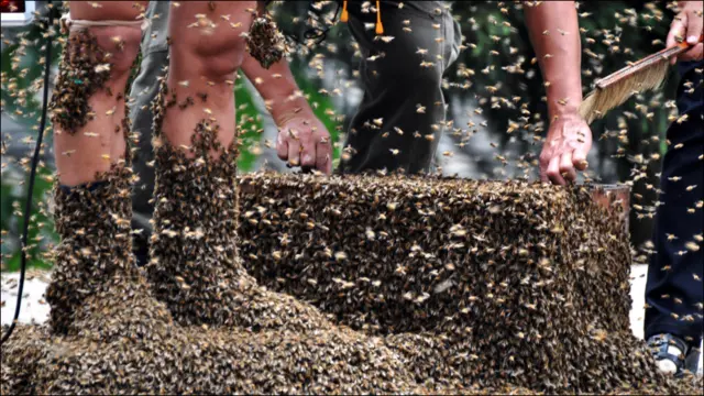 Бджоли замість шкарпеток