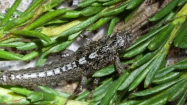 Палочные насекомые