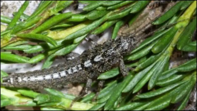 Комахи, що розмножуютсья без сексу