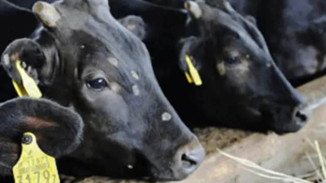 Ternak sapi di Fukushima