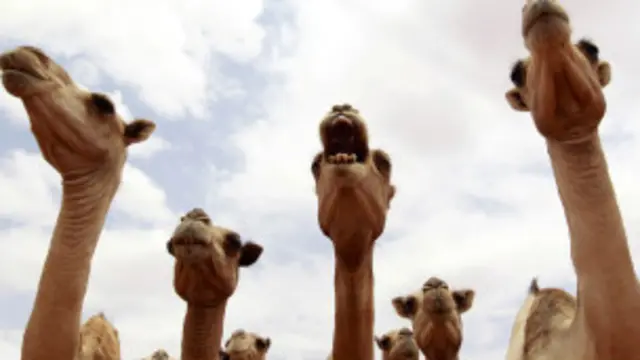 पिछले 40 साल के जानवरों को पाल पोस रहे कानवे जैसे लोगों का मानना है कि ऊंट को मांस के लिए बेचा जाना चाहिए.