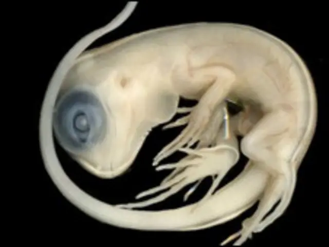 सरीसृप वर्ग में इगुआना जैसी कम छिपकलियां हैं जो सीधे बच्चा जनती हैं.