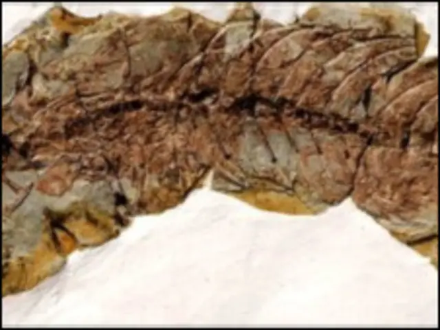 इस जीवाश्म की लंबाई करीब 12 इंच या 30 सेंटीमीटर है.