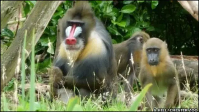 Мадрилам у Честерському зоопарку так добре живеться, що їм стає часу на винаходи
